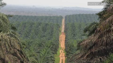 Olio di palma causa deforestazione, Parlamento UE verso abolizione per biodiesel.